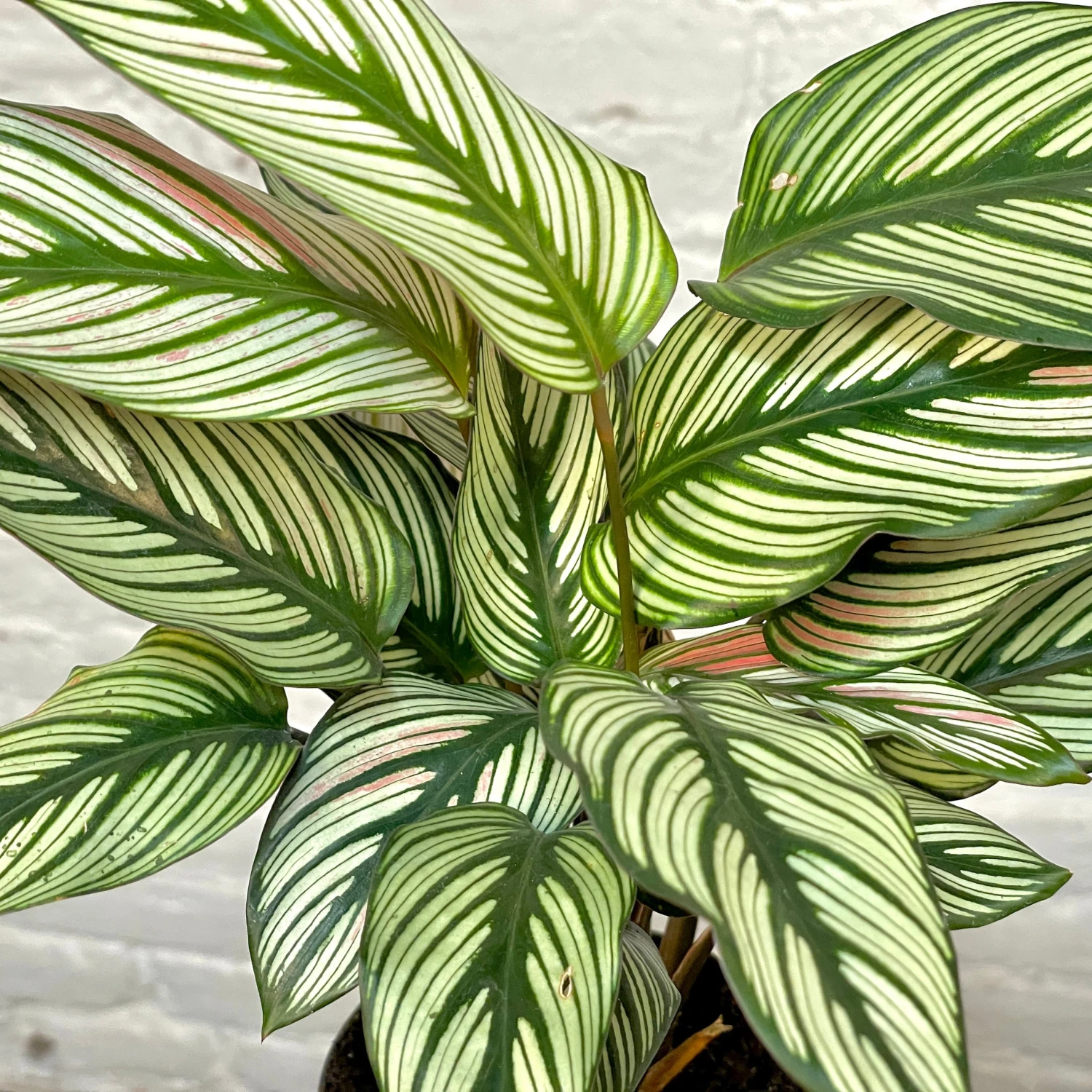 Calathea White Star 1 Calathea White Star
