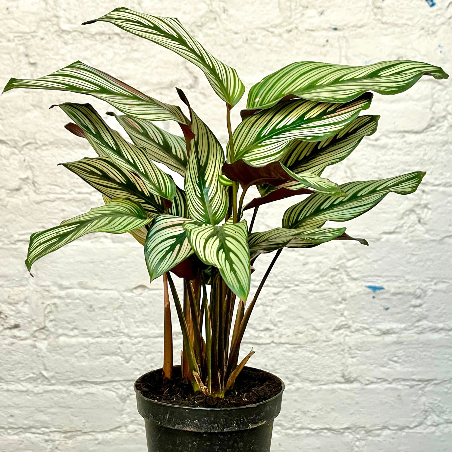 Calathea White Star 2 Calathea White Star - Image 2