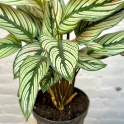 Calathea White Star 5 Calathea White Star -Cloud-Hidden Plants s753278155256112669 p1264 i3 w3024