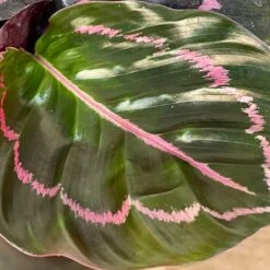 Calathea Dottie