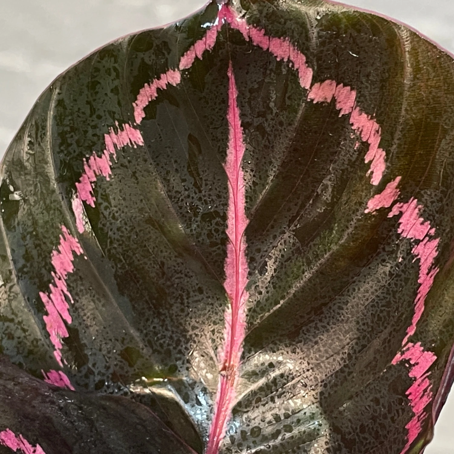 Calathea Dottie 2 Calathea Dottie - Image 2