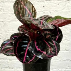 Calathea Dottie 6 Calathea Dottie -Cloud-Hidden Plants s753278155256112669 p1265 i6 w2322