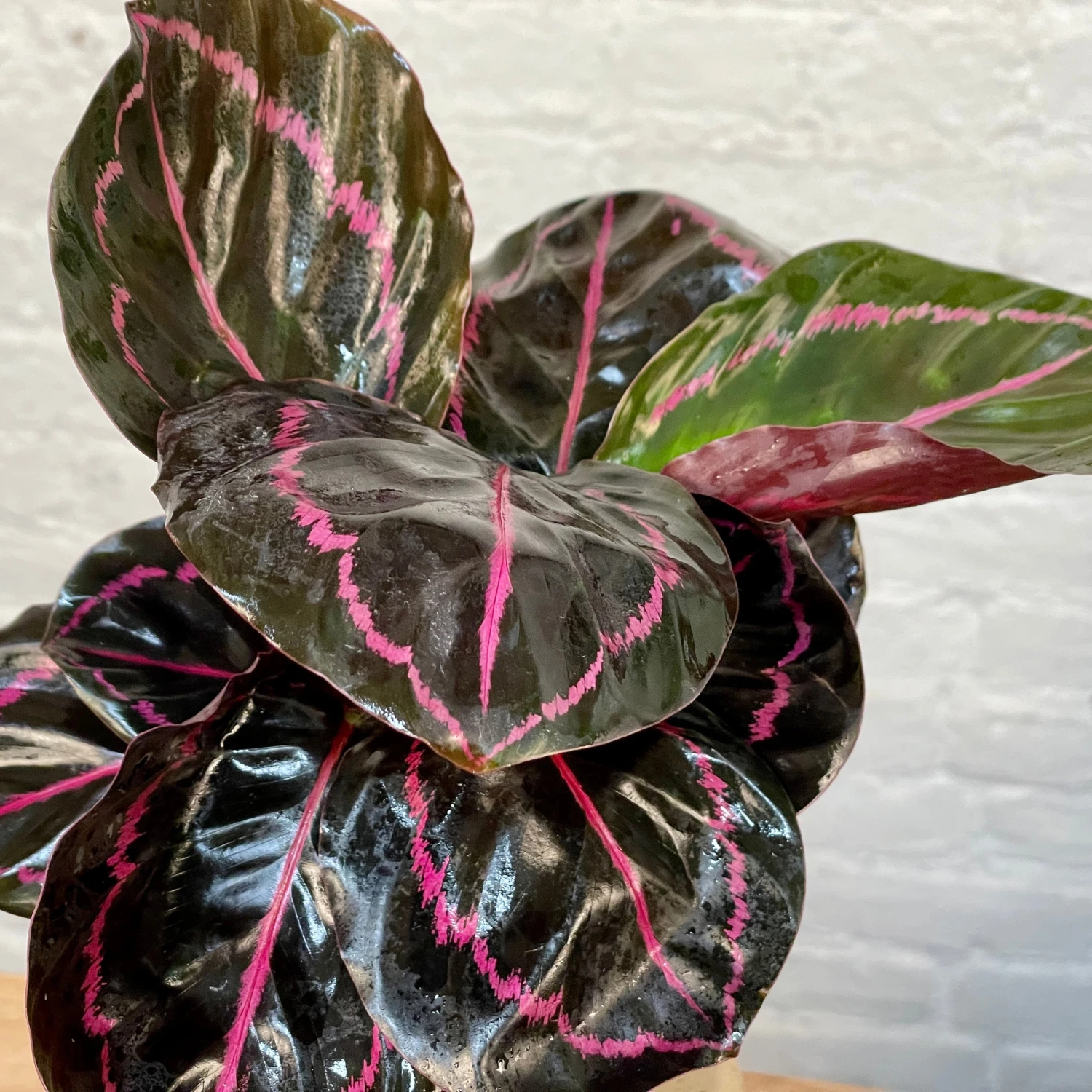 Calathea Dottie 4 Calathea Dottie - Image 4