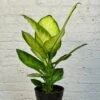 Dieffenbachia Tropic Marianne