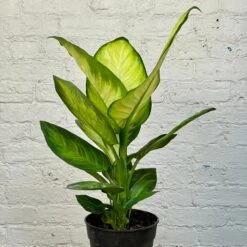 Dieffenbachia Tropic Marianne