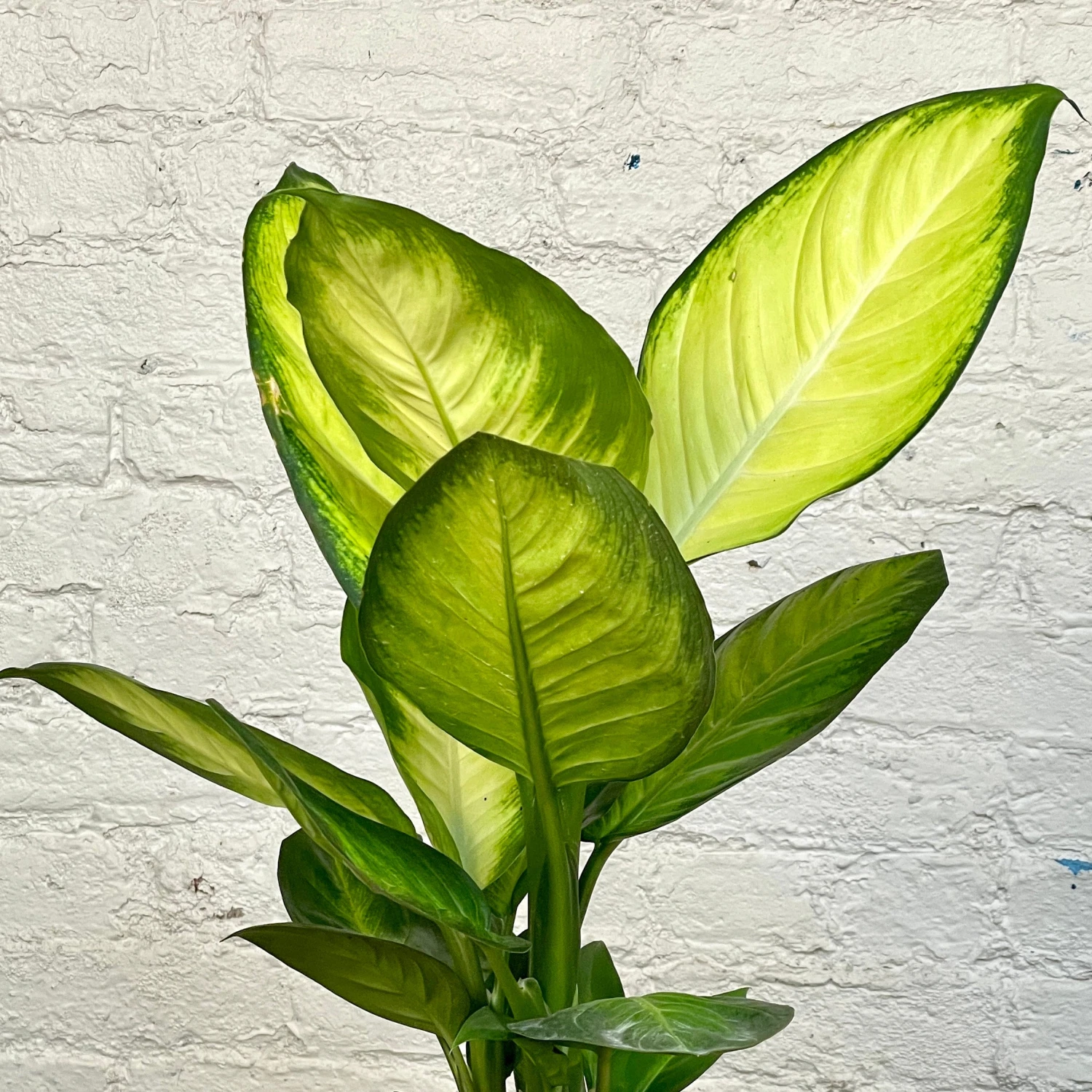 Dieffenbachia Tropic Marianne 2 Dieffenbachia Tropic Marianne - Image 2