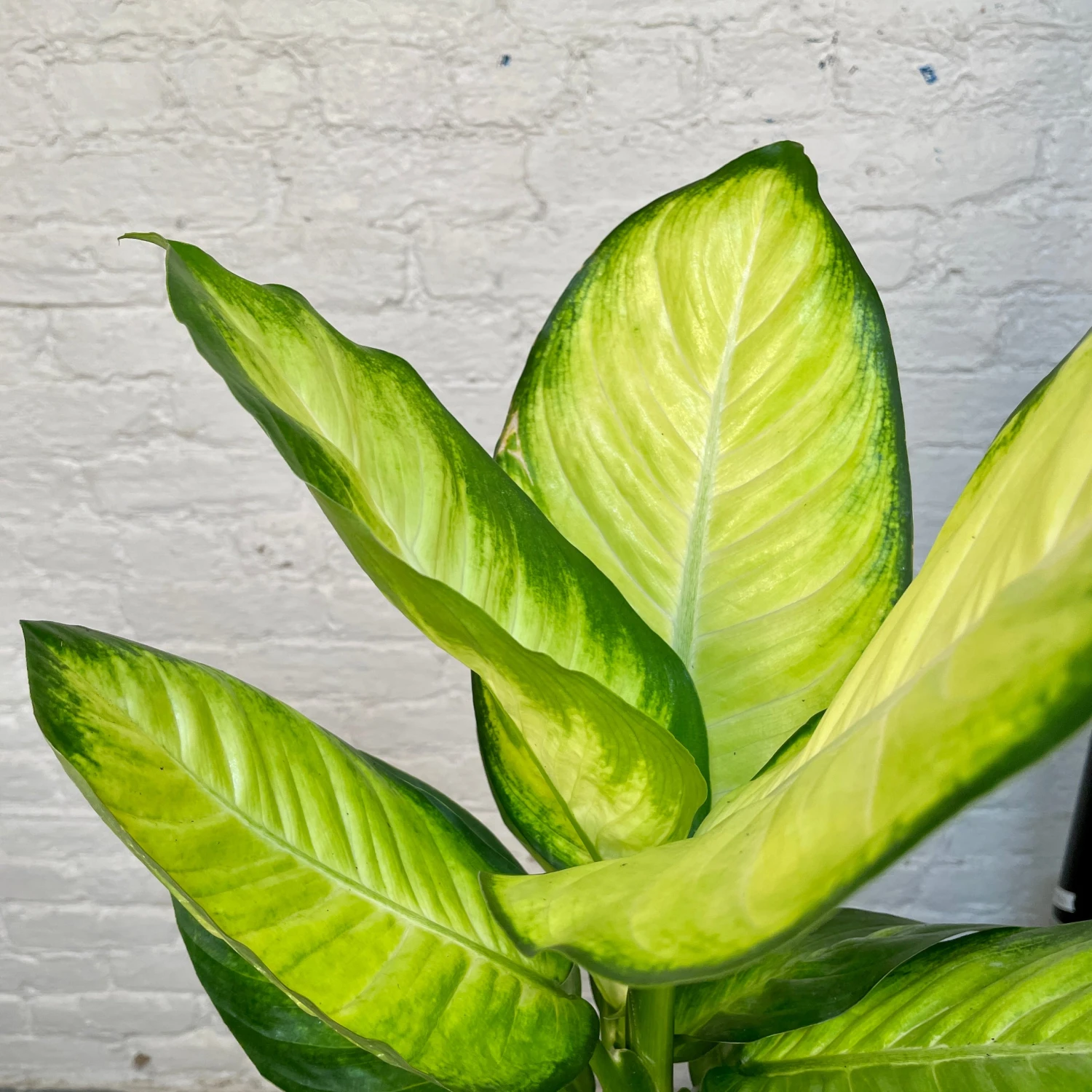 Dieffenbachia Tropic Marianne 3 Dieffenbachia Tropic Marianne - Image 3