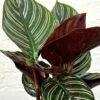 Calathea Ornata