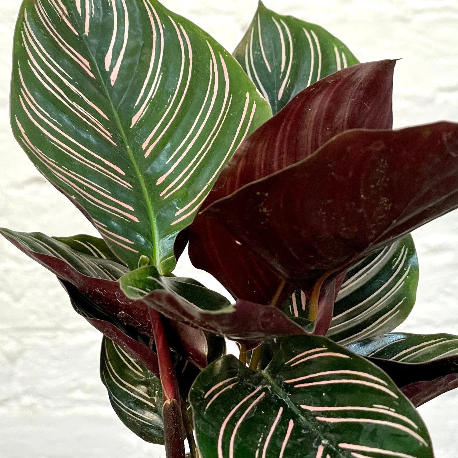 Calathea Ornata 1 Calathea Ornata
