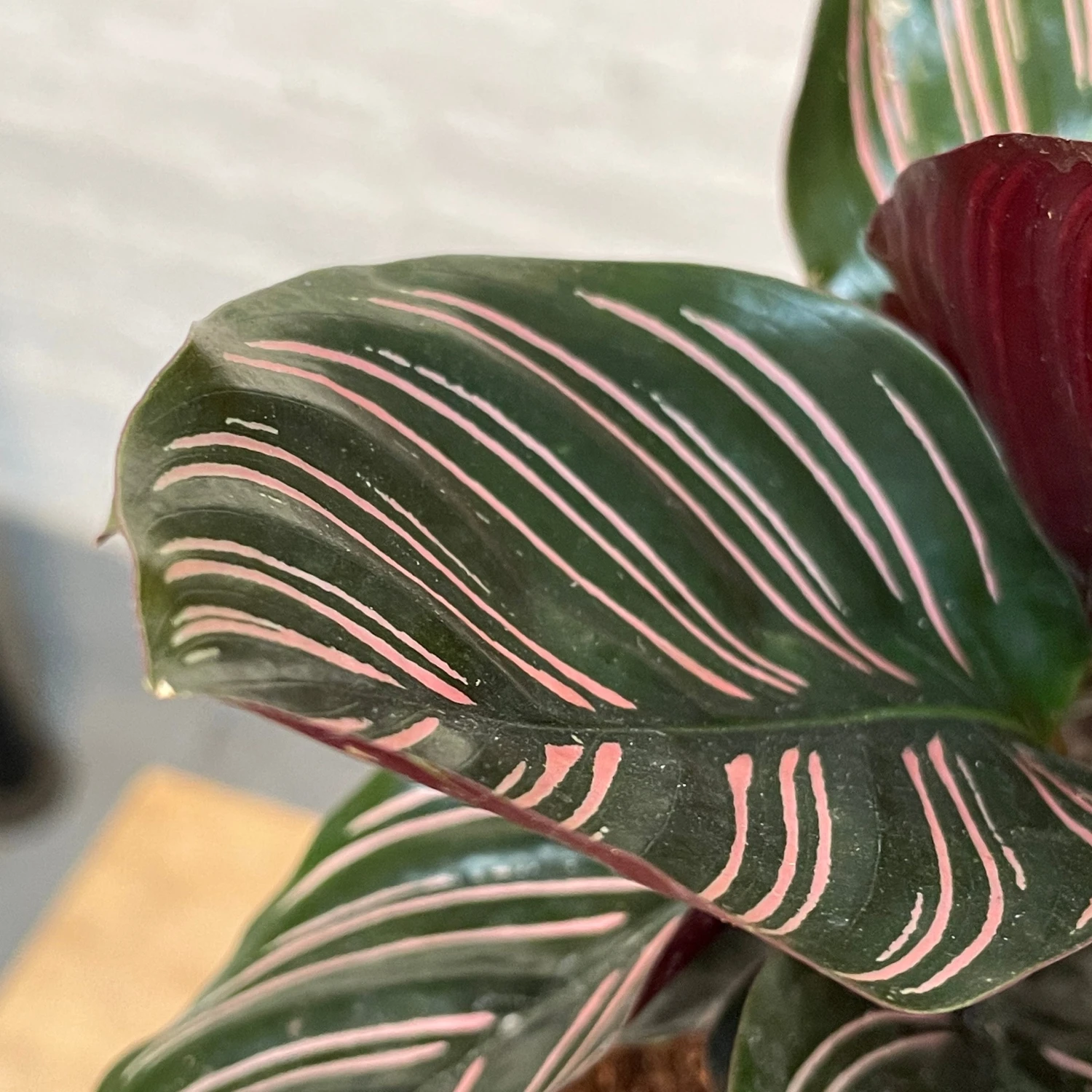 Calathea Ornata 3 Calathea Ornata - Image 3