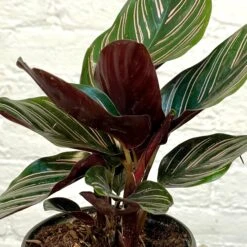 Calathea Ornata 8 Calathea Ornata -Cloud-Hidden Plants s753278155256112669 p1277 i3 w1865