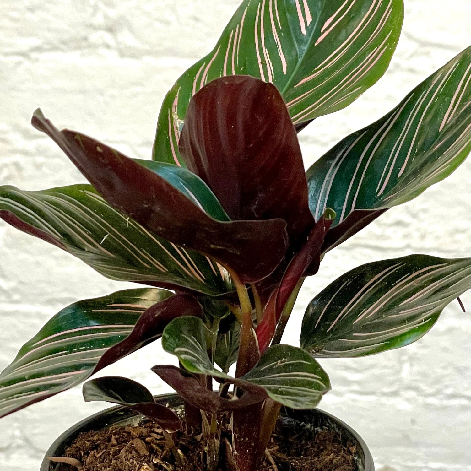 Calathea Ornata 4 Calathea Ornata - Image 4