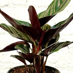 Calathea Ornata 9 Calathea Ornata -Cloud-Hidden Plants s753278155256112669 p1277 i4 w1780