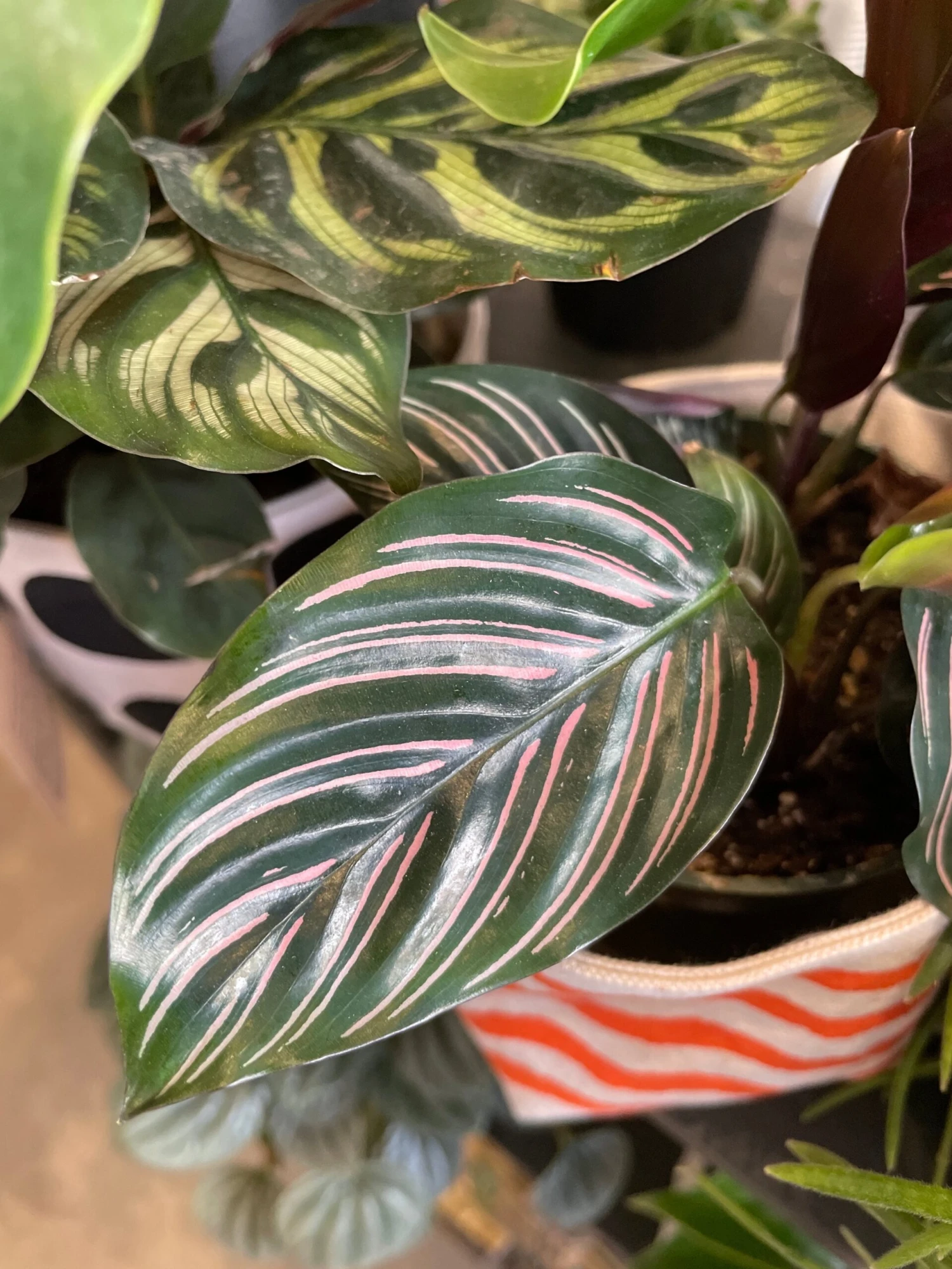 Calathea Ornata 2 Calathea Ornata - Image 2