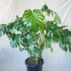 Monstera Deliciosa - Extra Large Plants