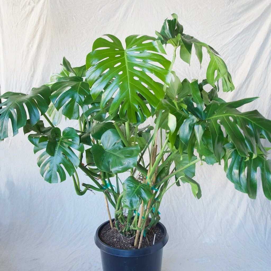 Monstera Deliciosa - Extra Large Plants