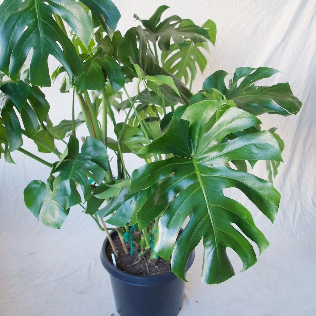 Monstera Deliciosa - Extra Large Plants 2 Monstera Deliciosa - Extra Large Plants - Image 2