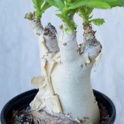 Cyphostemma Juttae Large Specimen 13 Cyphostemma Juttae Large Specimen -Cloud-Hidden Plants s753278155256112669 p1279 i10 w1024