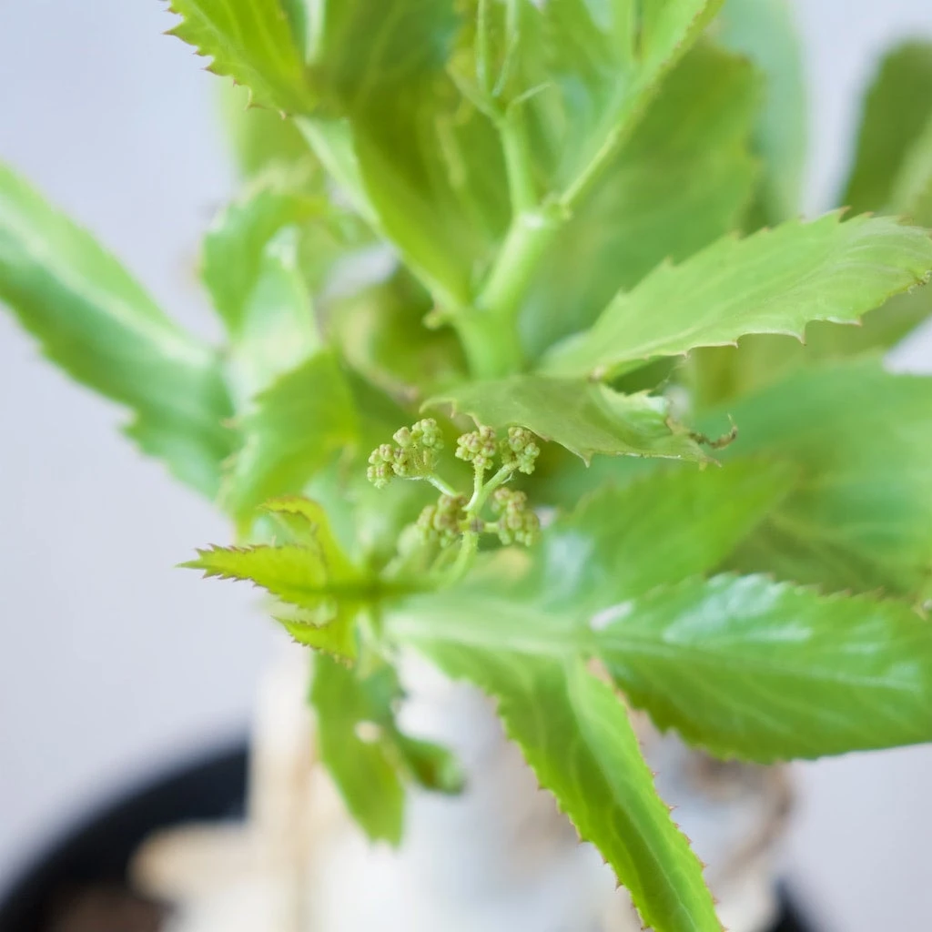 Cyphostemma Juttae Large Specimen 7 Cyphostemma Juttae Large Specimen - Image 7