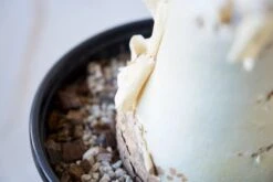 Cyphostemma Juttae Large Specimen 15 Cyphostemma Juttae Large Specimen -Cloud-Hidden Plants s753278155256112669 p1279 i12 w1024