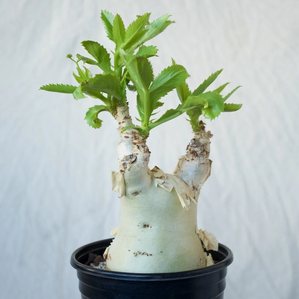 Cyphostemma Juttae Large Specimen 1 Cyphostemma Juttae Large Specimen