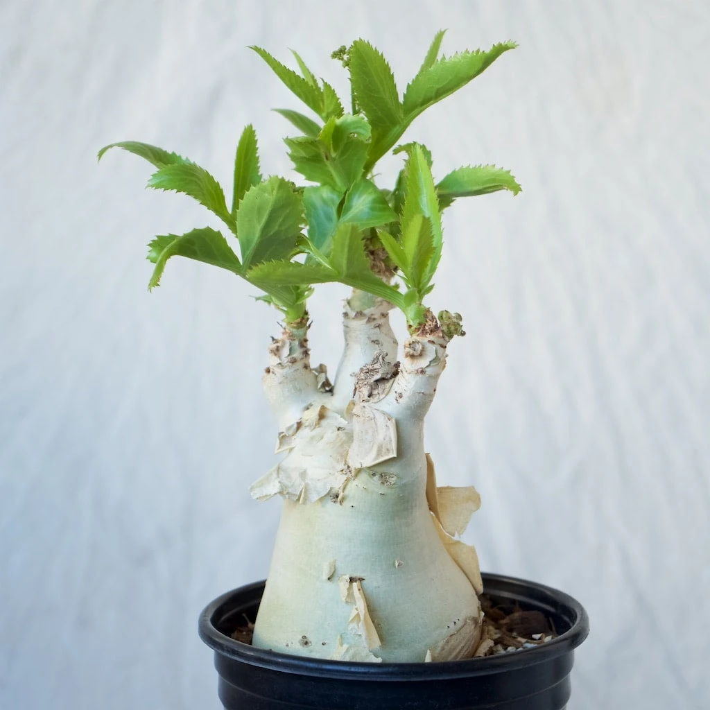 Cyphostemma Juttae Large Specimen 2 Cyphostemma Juttae Large Specimen - Image 2