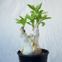 Cyphostemma Juttae Large Specimen 10 Cyphostemma Juttae Large Specimen -Cloud-Hidden Plants s753278155256112669 p1279 i7 w1024