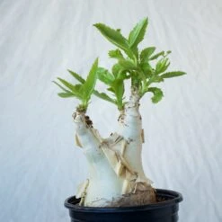 Cyphostemma Juttae Large Specimen 11 Cyphostemma Juttae Large Specimen -Cloud-Hidden Plants s753278155256112669 p1279 i8 w1024