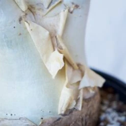 Cyphostemma Juttae Large Specimen 12 Cyphostemma Juttae Large Specimen -Cloud-Hidden Plants s753278155256112669 p1279 i9 w1024