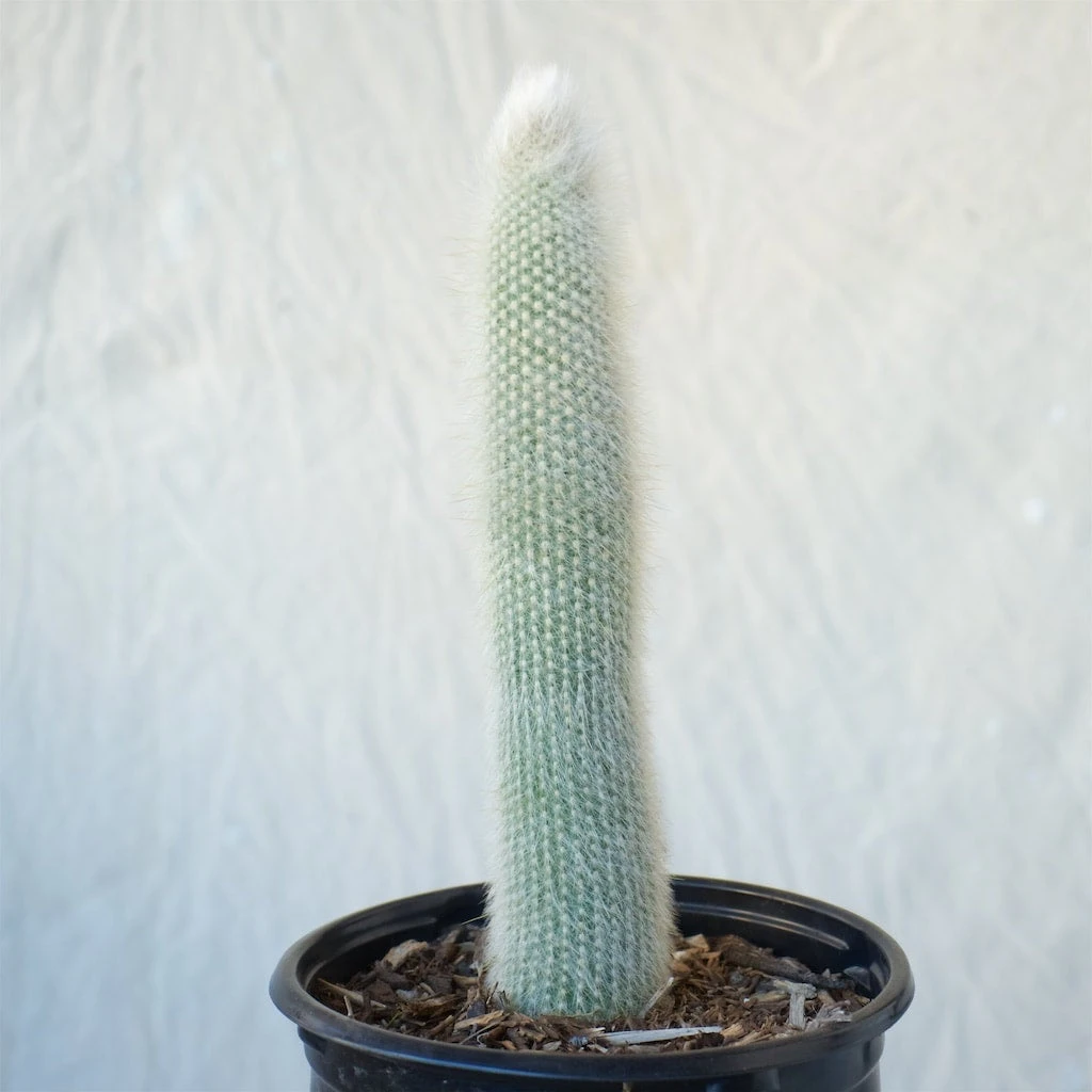 Cleistocactus Strausii - Snowpole Cactus - Silver Torch Cactus 1 Cleistocactus Strausii - Snowpole Cactus - Silver Torch Cactus