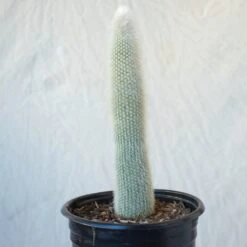 Cleistocactus Strausii - Snowpole Cactus - Silver Torch Cactus 6 Cleistocactus Strausii - Snowpole Cactus - Silver Torch Cactus -Cloud-Hidden Plants s753278155256112669 p1280 i3 w1024