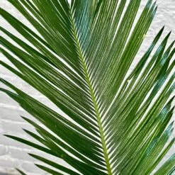 Sago Palm - Cycas Revoluta -Cloud-Hidden Plants s753278155256112669 p1281 i3 w3024