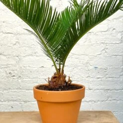 Sago Palm - Cycas Revoluta