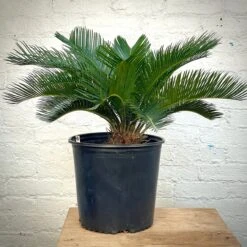 Sago Palm - Cycas Revoluta -Cloud-Hidden Plants s753278155256112669 p1281 i6 w2892