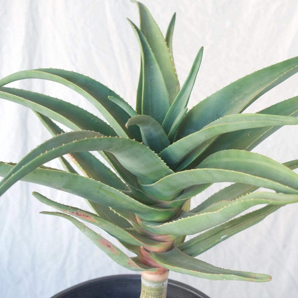 Aloe Hercules - 15 Gallon Pot 1 Aloe Hercules - 15 Gallon Pot