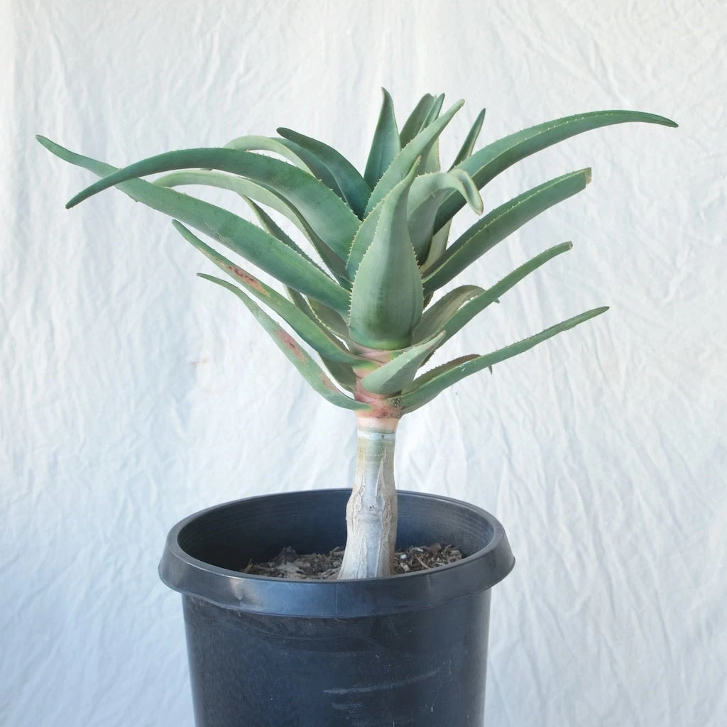 Aloe Hercules - 15 Gallon Pot 2 Aloe Hercules - 15 Gallon Pot - Image 2