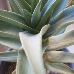 Aloe Hercules - 15 Gallon Pot 5 Aloe Hercules - 15 Gallon Pot -Cloud-Hidden Plants s753278155256112669 p1282 i3 w1024