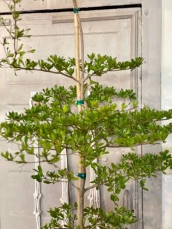 Shady Lady - Black Olive Tree - Bucida Buceras