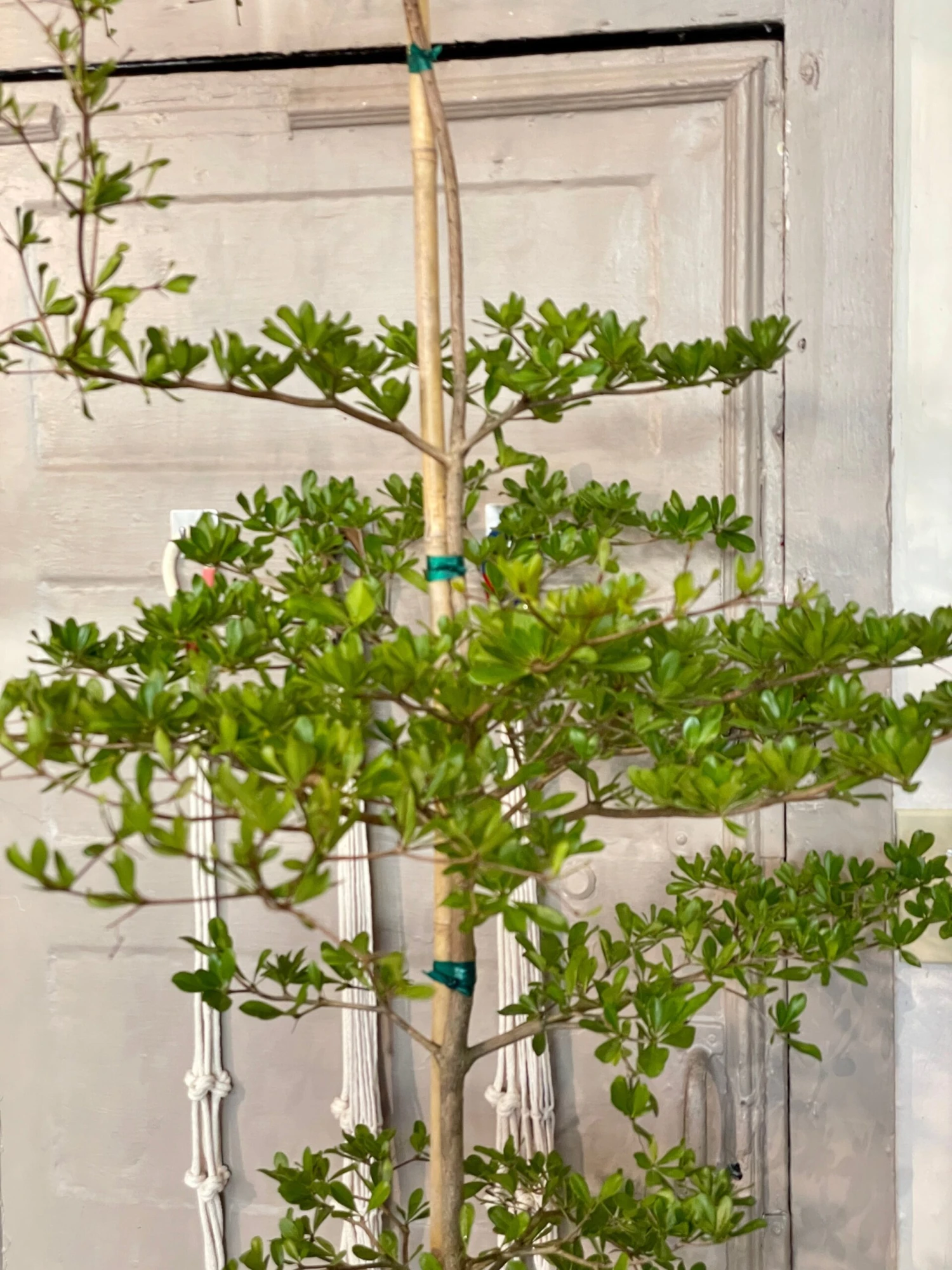 Shady Lady - Black Olive Tree - Bucida Buceras