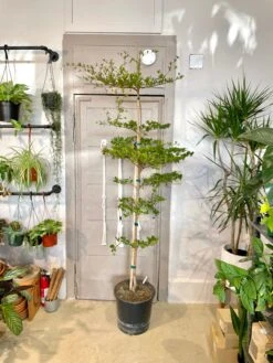 Cloud-Hidden Plants 3 Cloud-Hidden Plants -Cloud-Hidden Plants s753278155256112669 p1283 i2 w3024