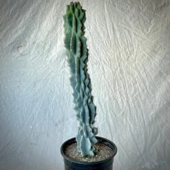Cereus Peruvianus Monstrose