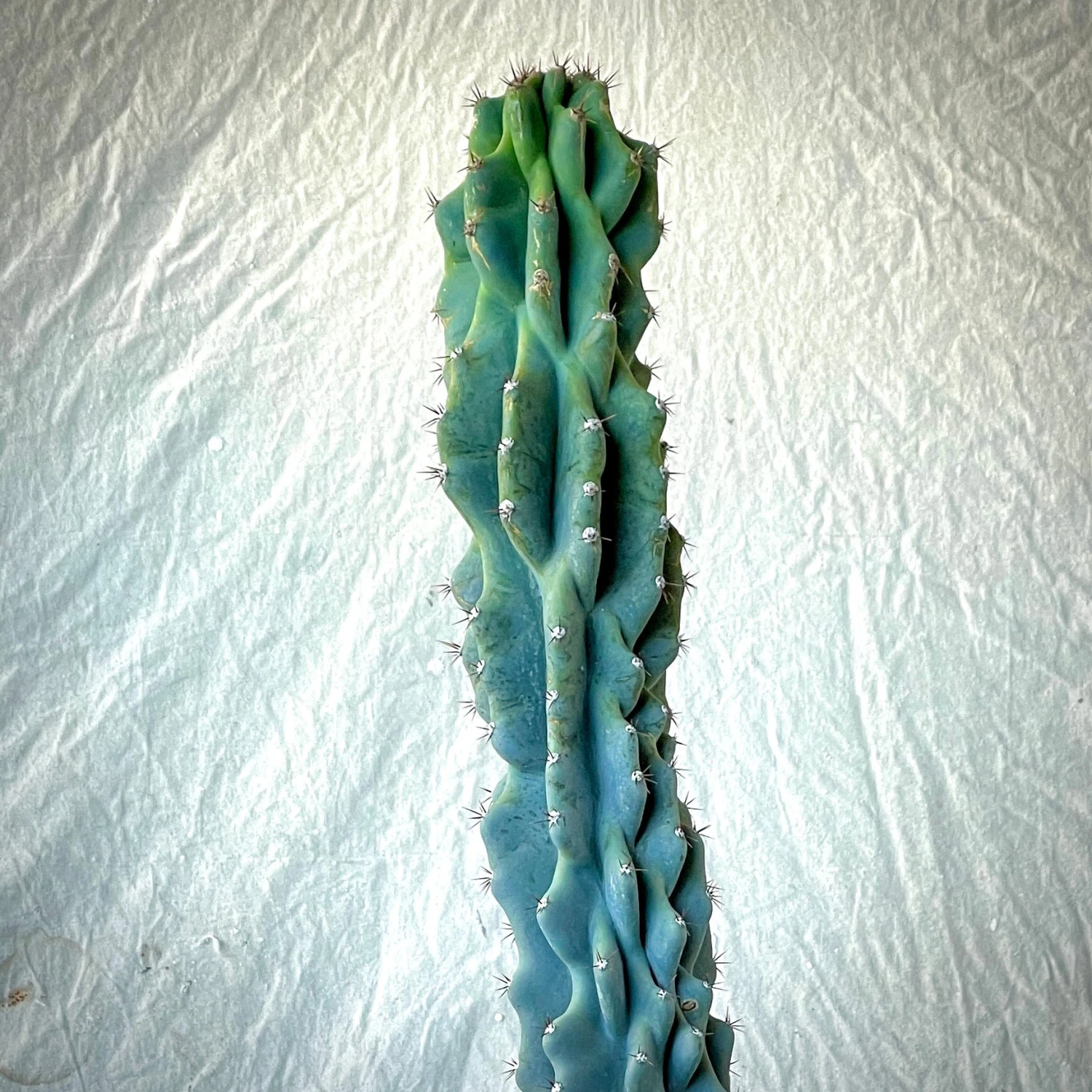 Cereus Peruvianus Monstrose 2 Cereus Peruvianus Monstrose - Image 2