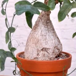 Adenia Viridiflora 15 Adenia Viridiflora -Cloud-Hidden Plants s753278155256112669 p1285 i11 w4000