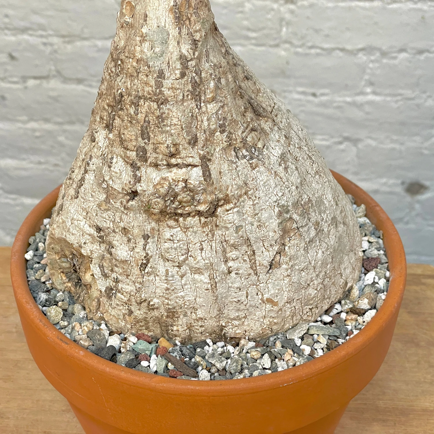 Adenia Viridiflora 2 Adenia Viridiflora - Image 2