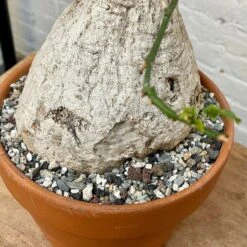 Adenia Viridiflora 10 Adenia Viridiflora -Cloud-Hidden Plants s753278155256112669 p1285 i5 w3024