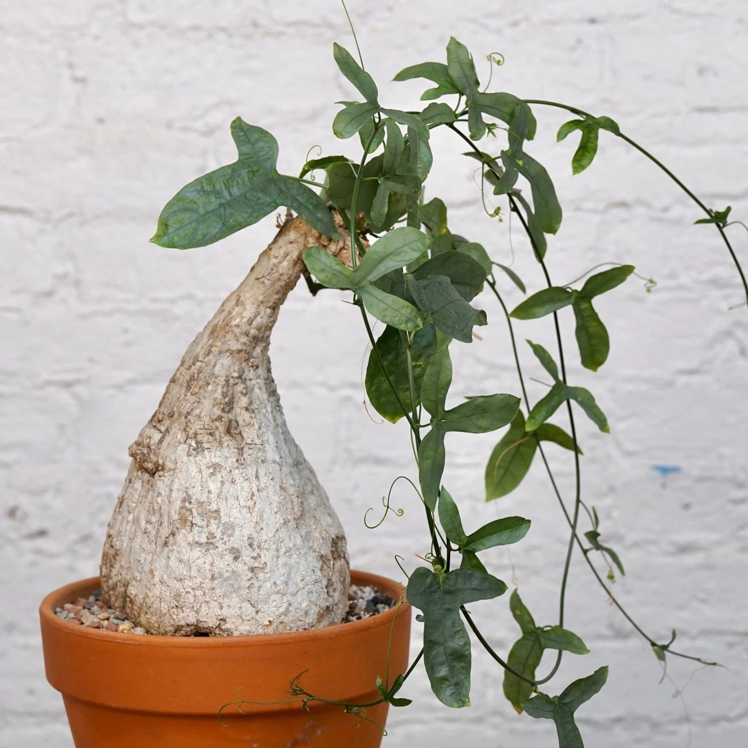 Adenia Viridiflora 1 Adenia Viridiflora