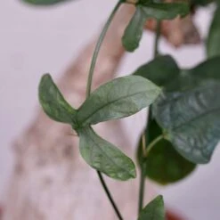 Adenia Viridiflora 11 Adenia Viridiflora -Cloud-Hidden Plants s753278155256112669 p1285 i7 w3995