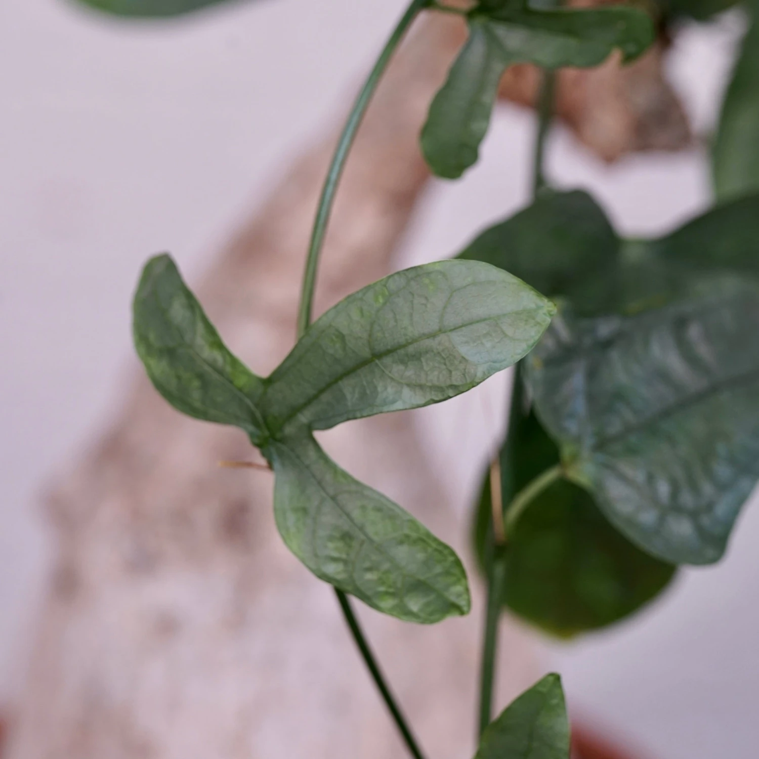 Adenia Viridiflora 4 Adenia Viridiflora - Image 4