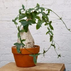 Adenia Viridiflora 12 Adenia Viridiflora -Cloud-Hidden Plants s753278155256112669 p1285 i8 w3664