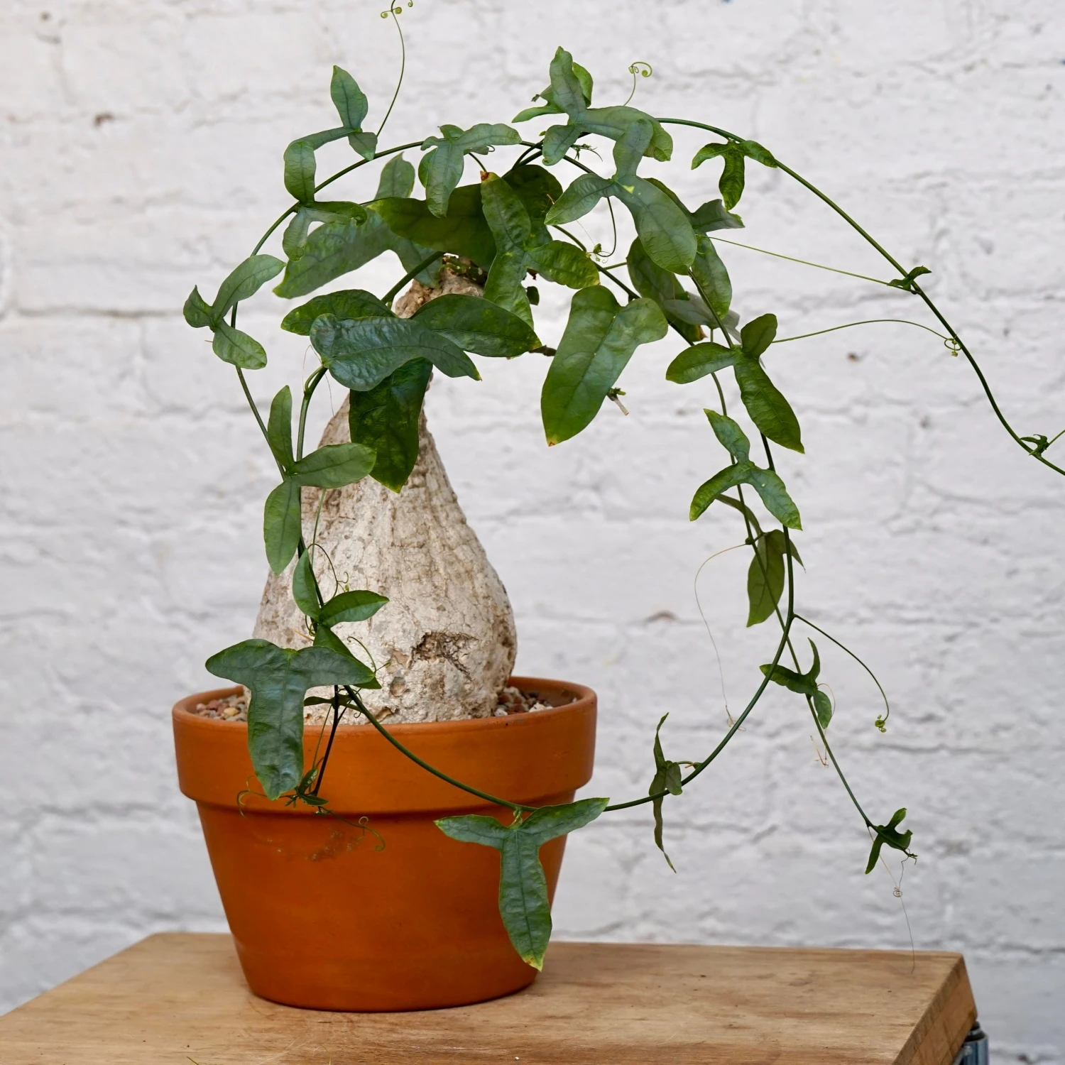 Adenia Viridiflora 5 Adenia Viridiflora - Image 5